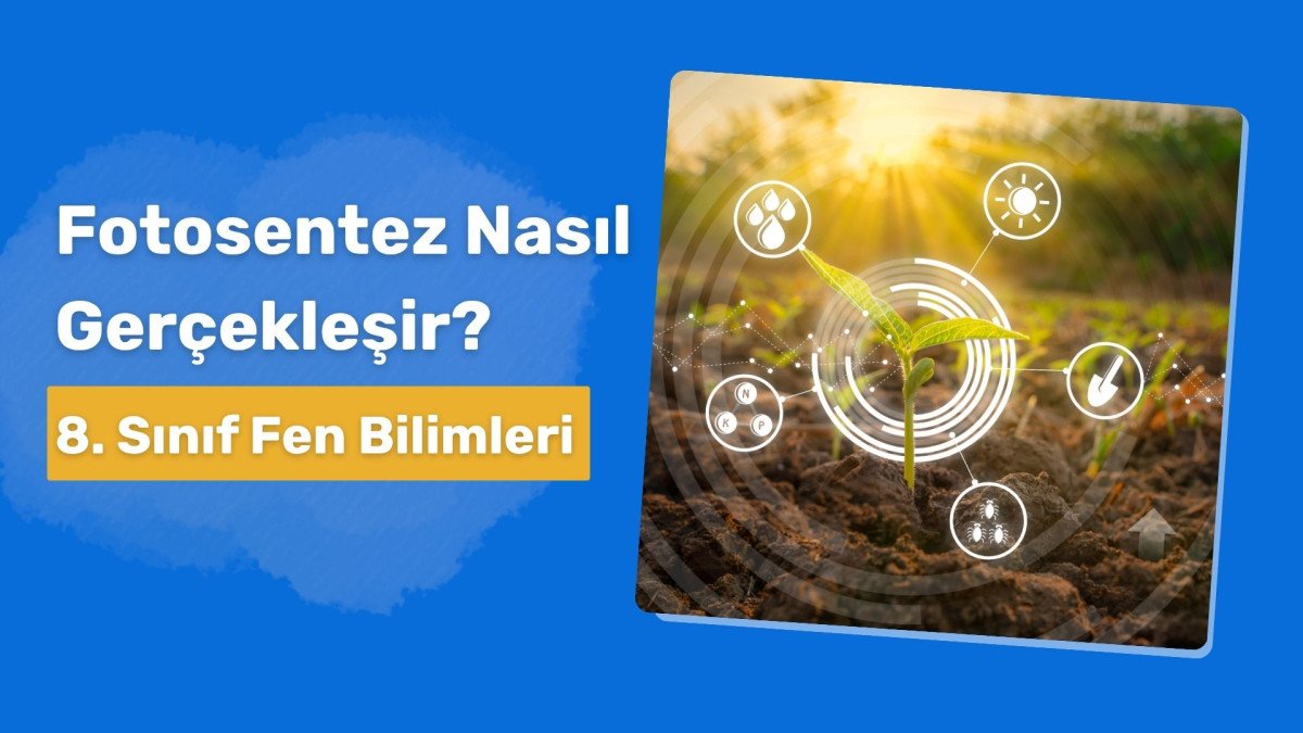 Fotosentez Nasıl Gerçekleşir?