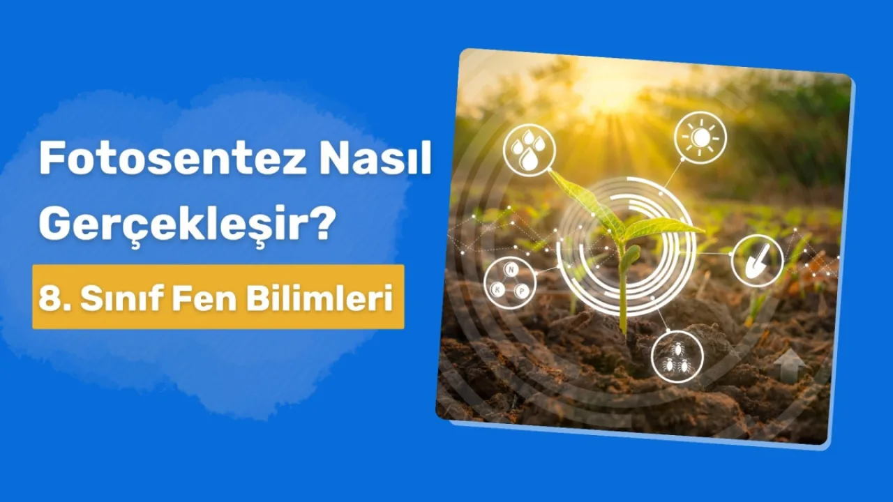 Fotosentez Nasıl Gerçekleşir?